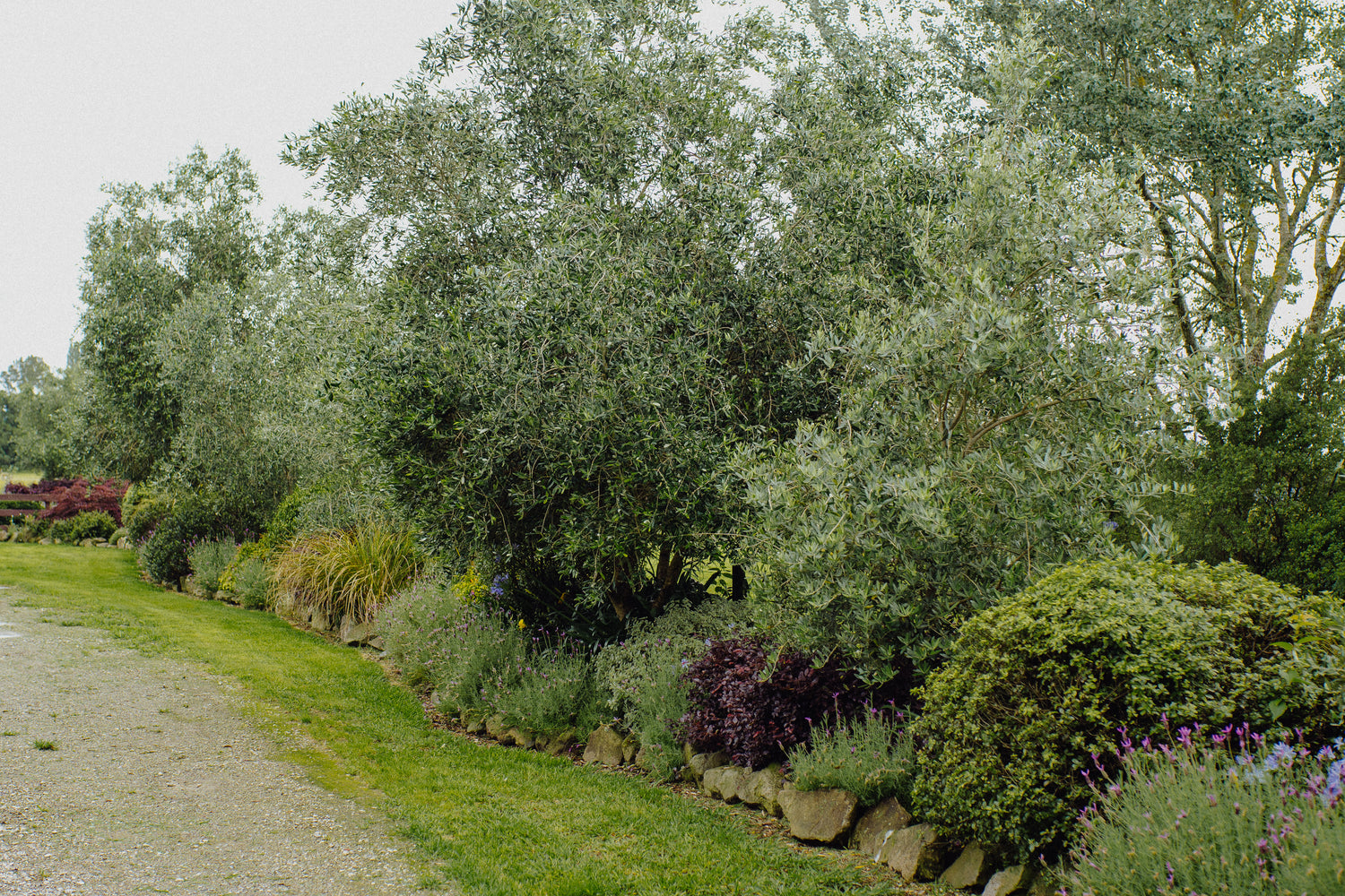 Shrubs