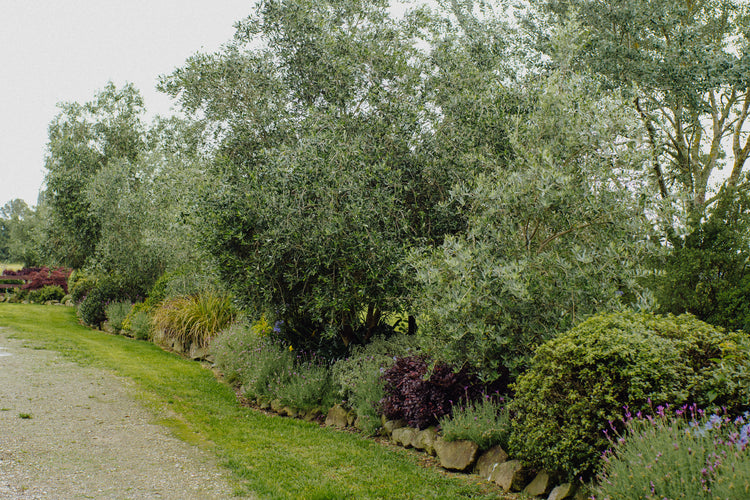Shrubs