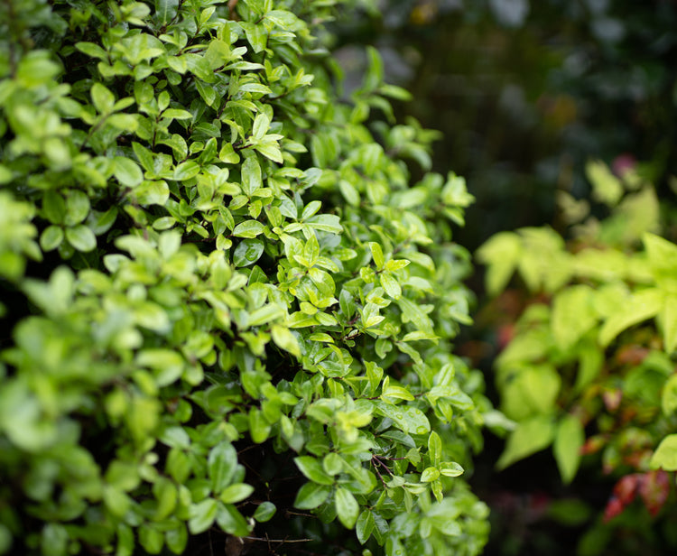 Hedging