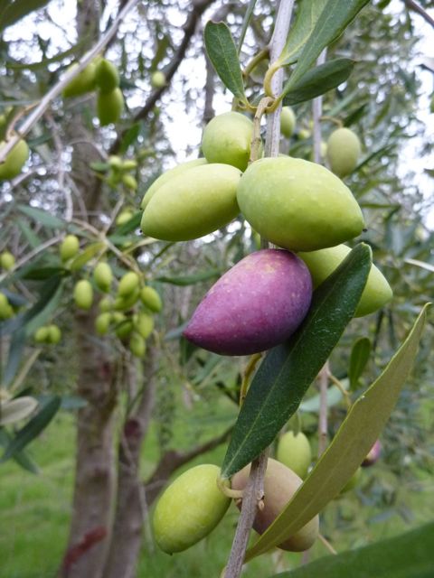 Fruiting plants and trees