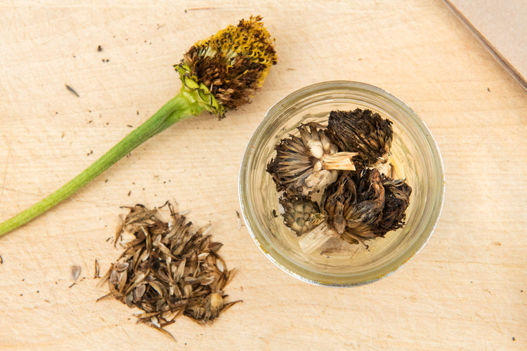 Seeds