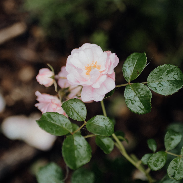 Roses