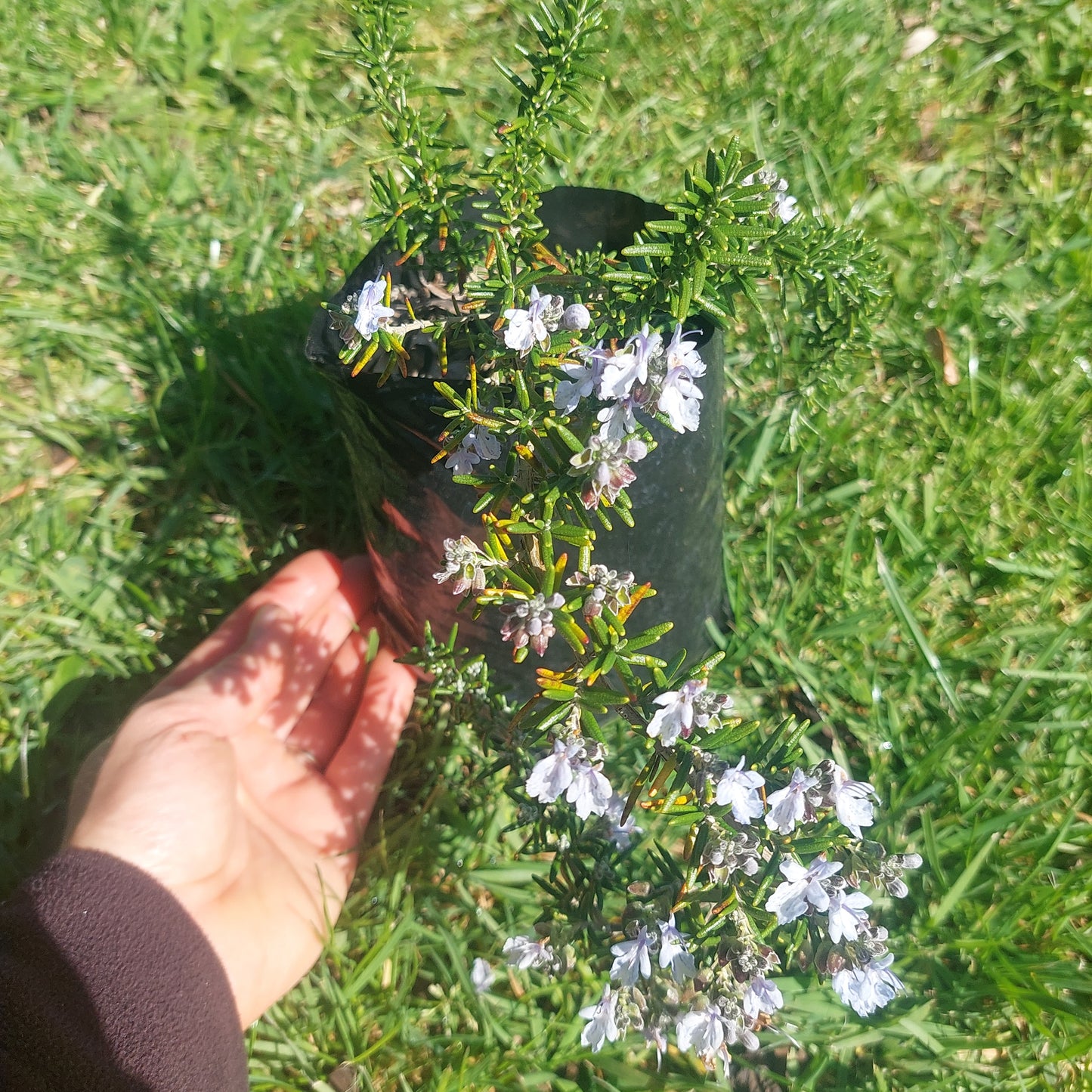 Rosemary Prostrata