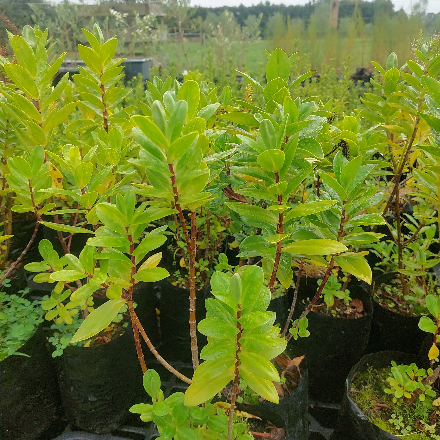 Hebe Speciosa Blue