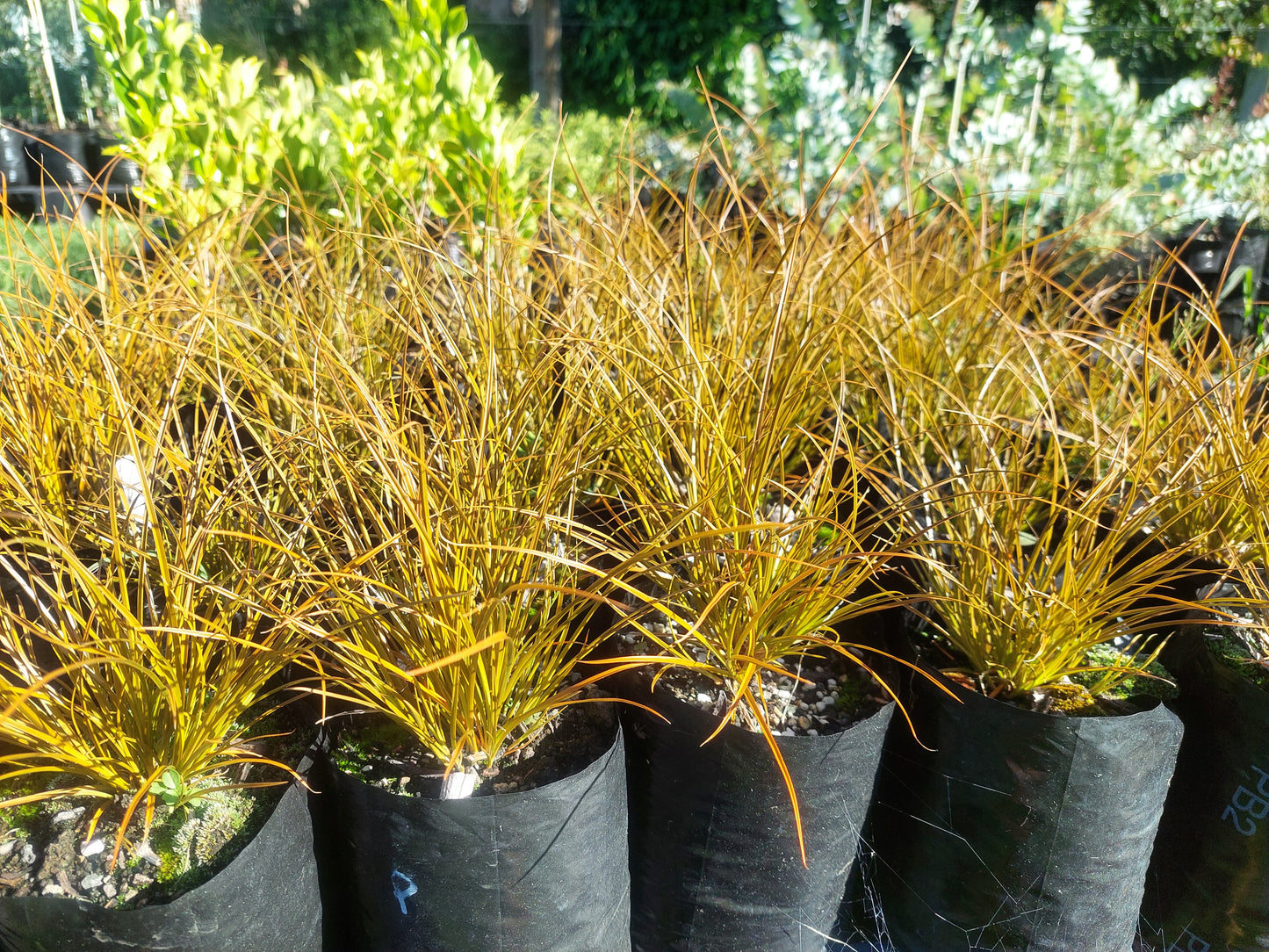 Carex red ornamental grass
