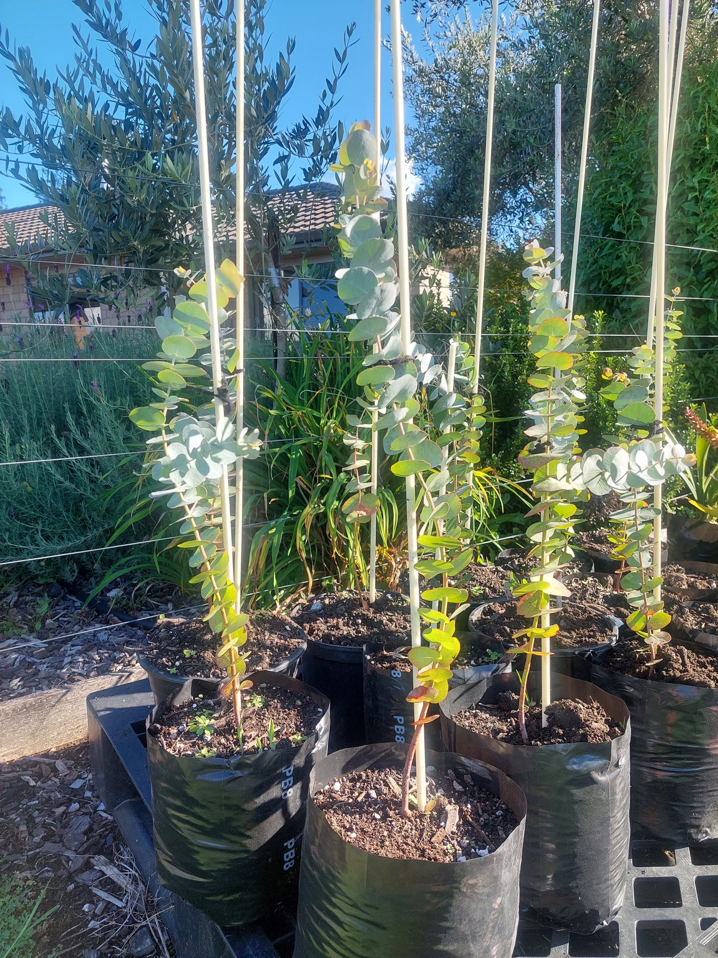 Large Silver dollar eucalyptus