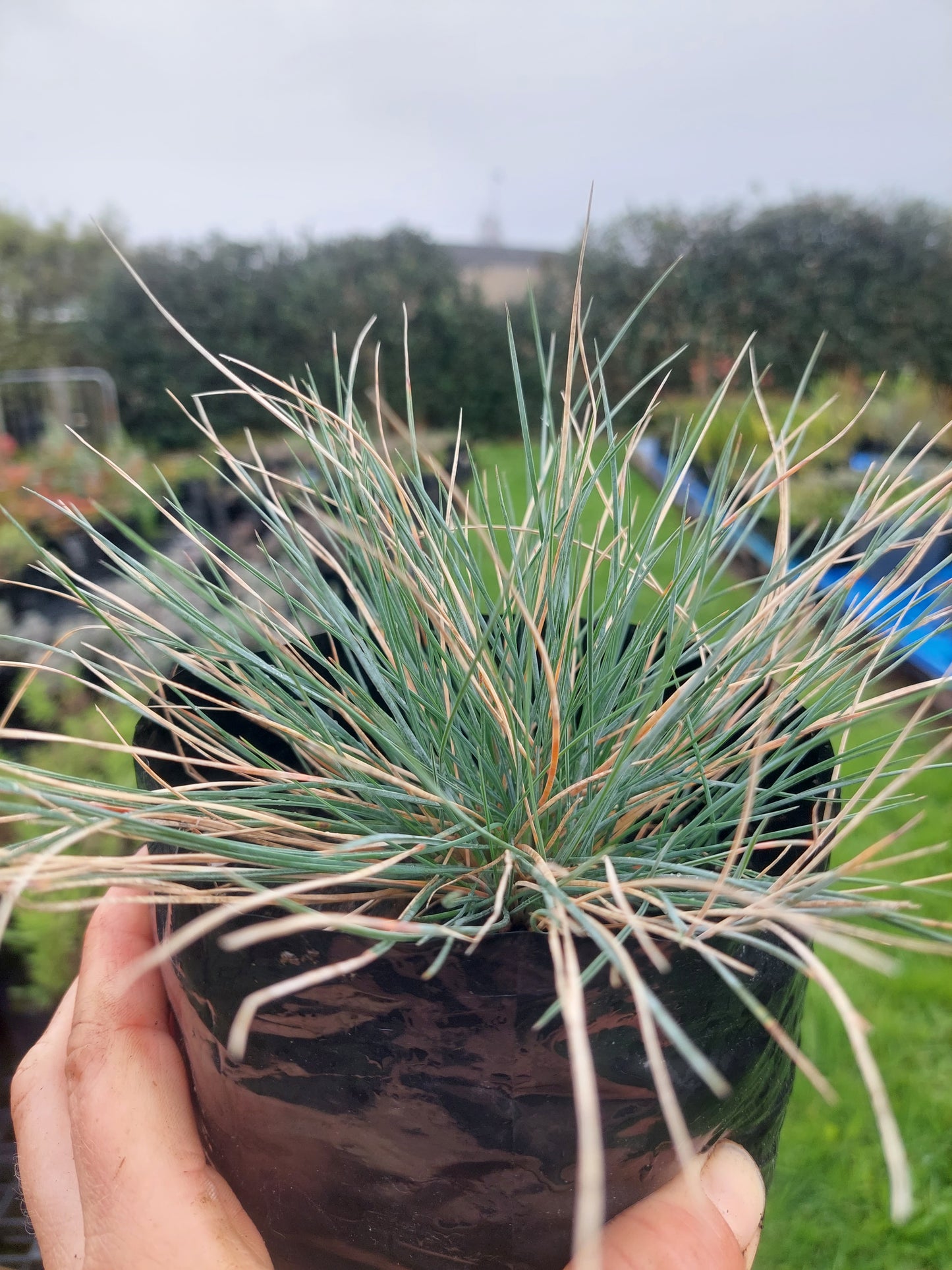 Festuca glauca blue grass