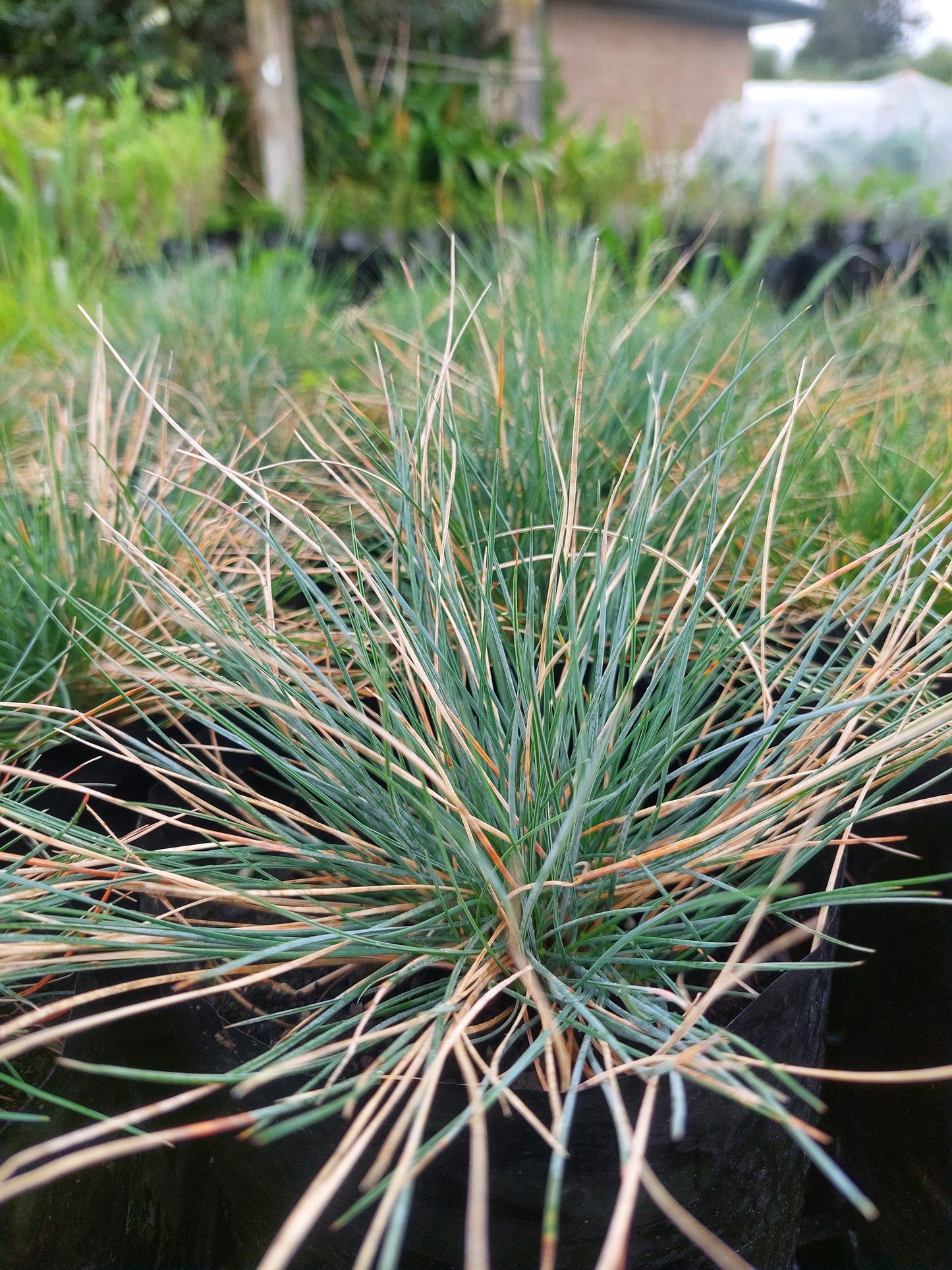 Festuca glauca blue grass
