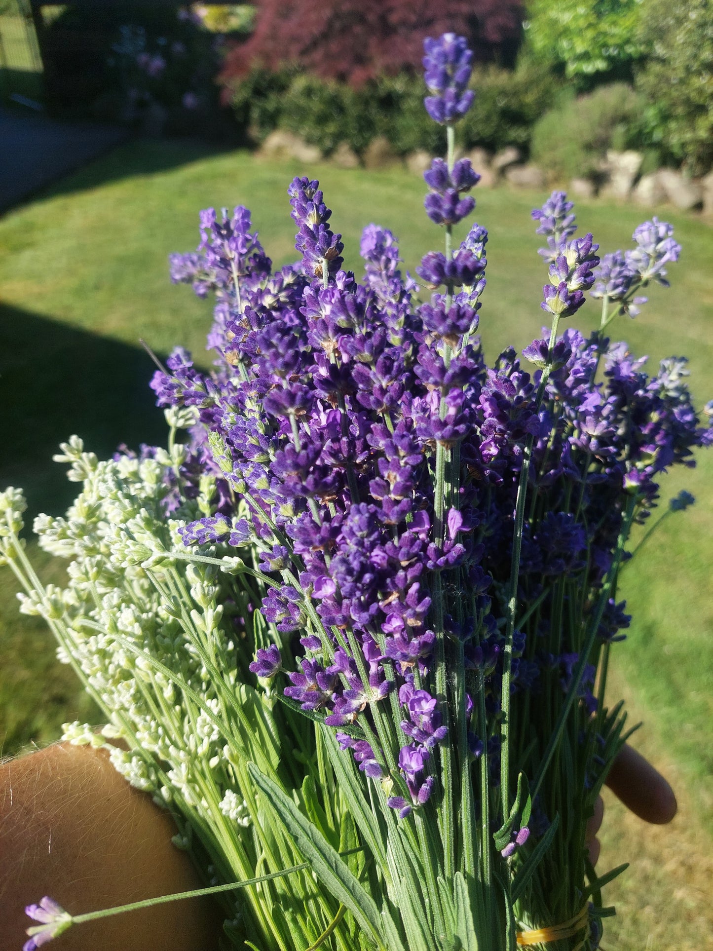 Lavender Stems