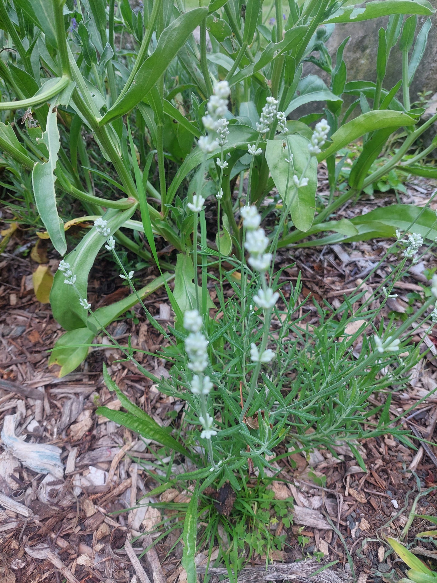 Dried White Lavender