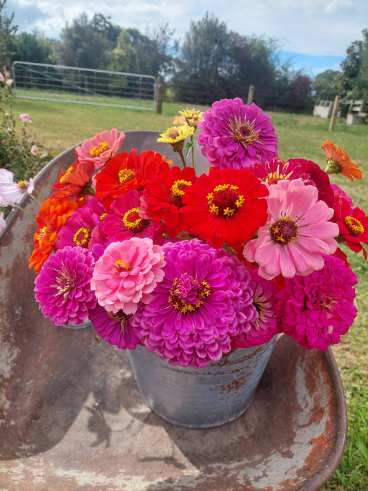 Christmas U Pick Flowers