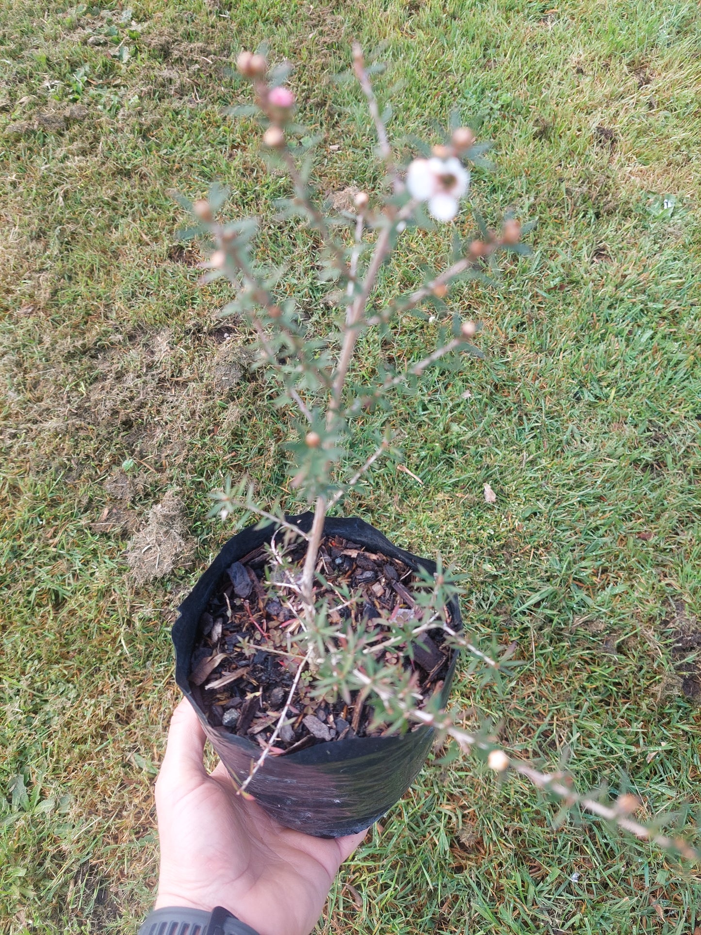 Leptospermum Princess Anne