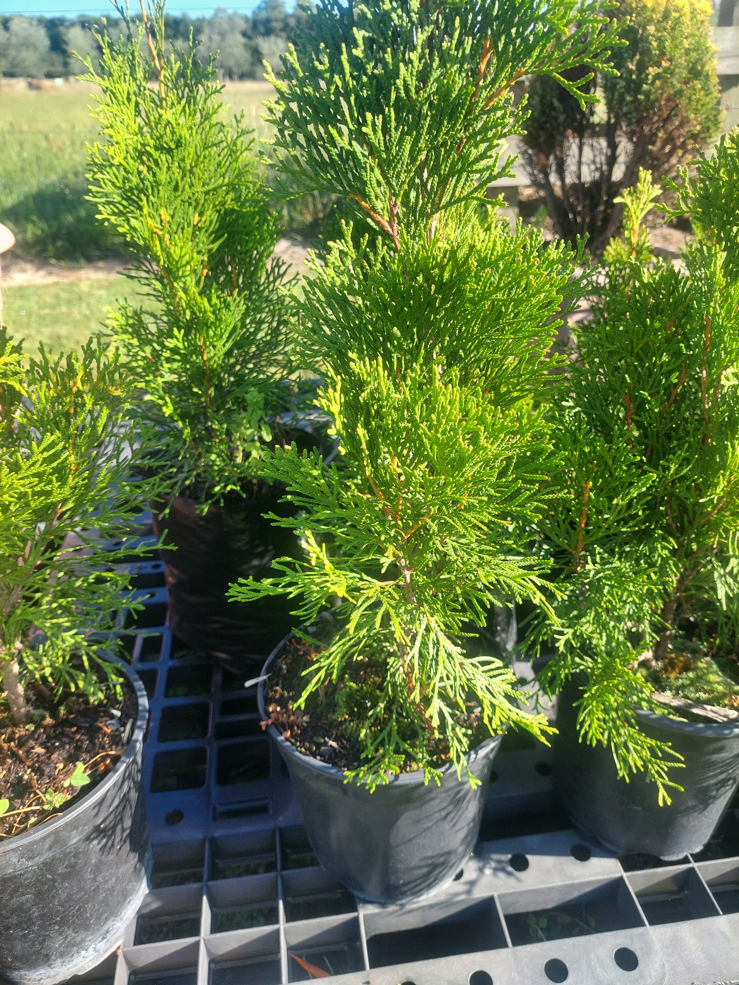 Thuja Smaragad - emerald cedar trees