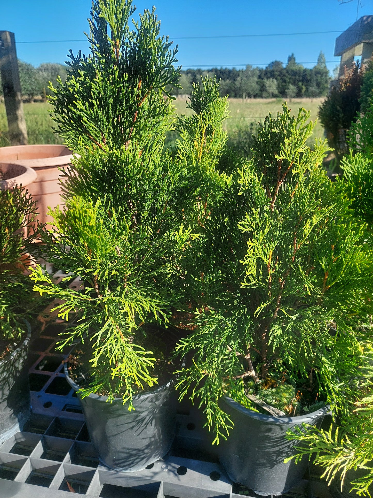 Thuja Smaragad - emerald cedar trees