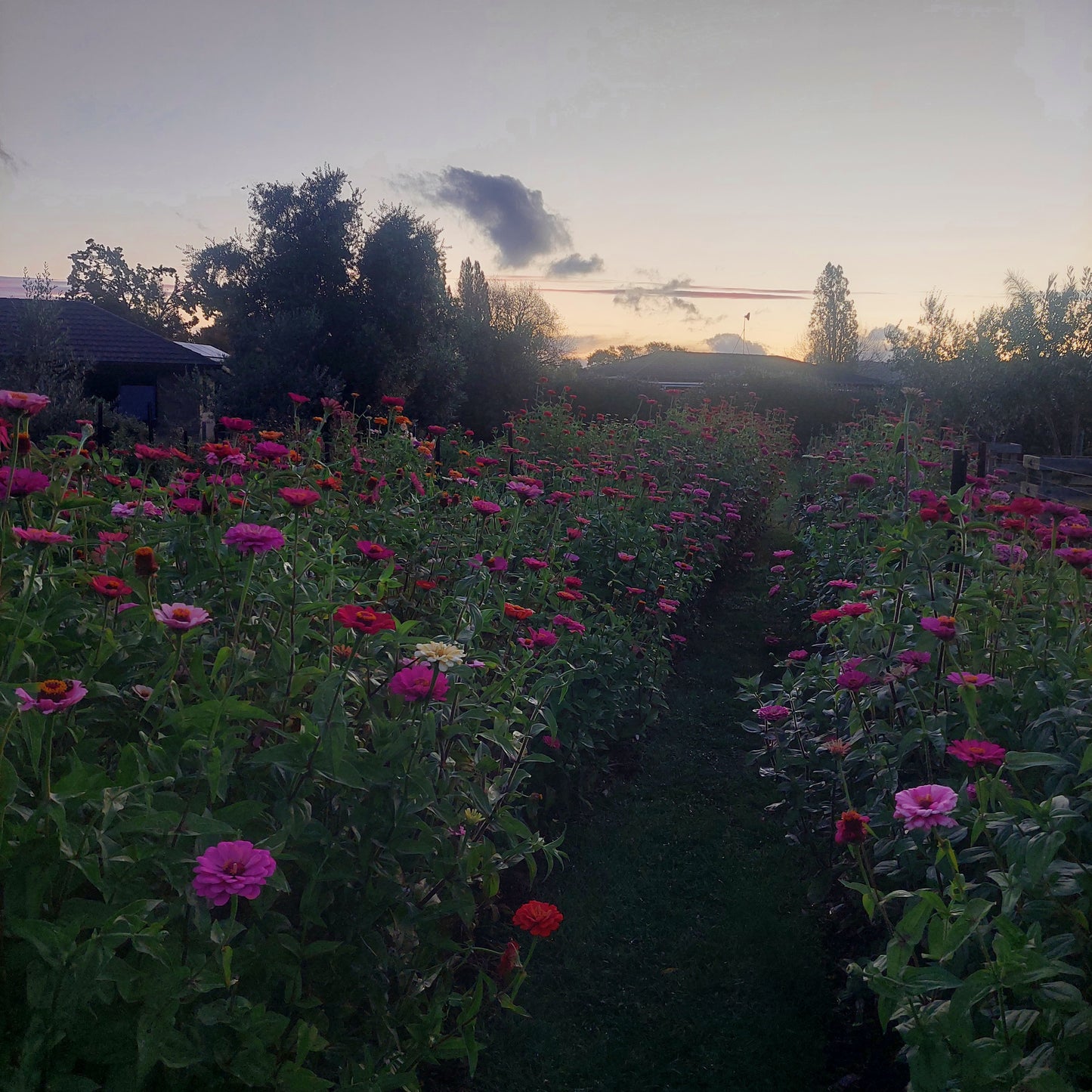 Sip & Snip Flowers