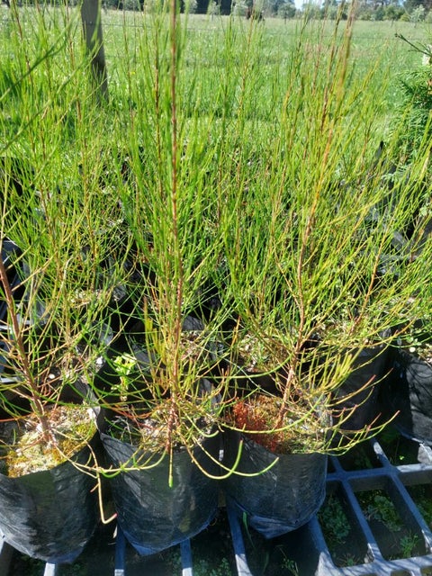 Casuarina Glauca