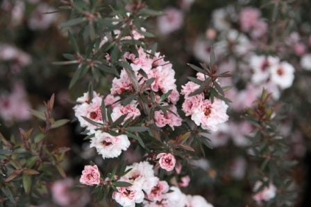 Leptospermum blossom
