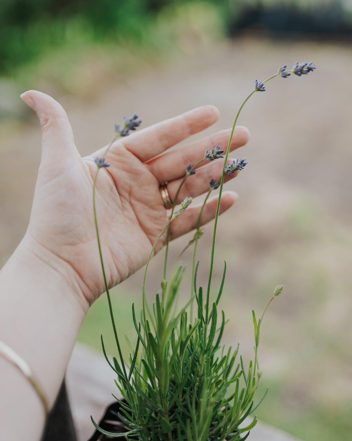 Lavender Munstead ( Edible)