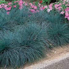 Festuca glauca blue grass