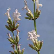 Lavender Celestial Star