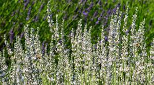 Lavender Celestial Star