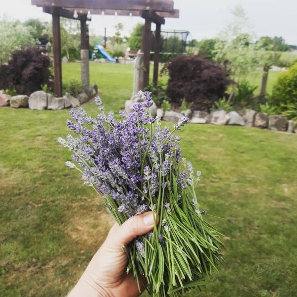 Lavender Stems
