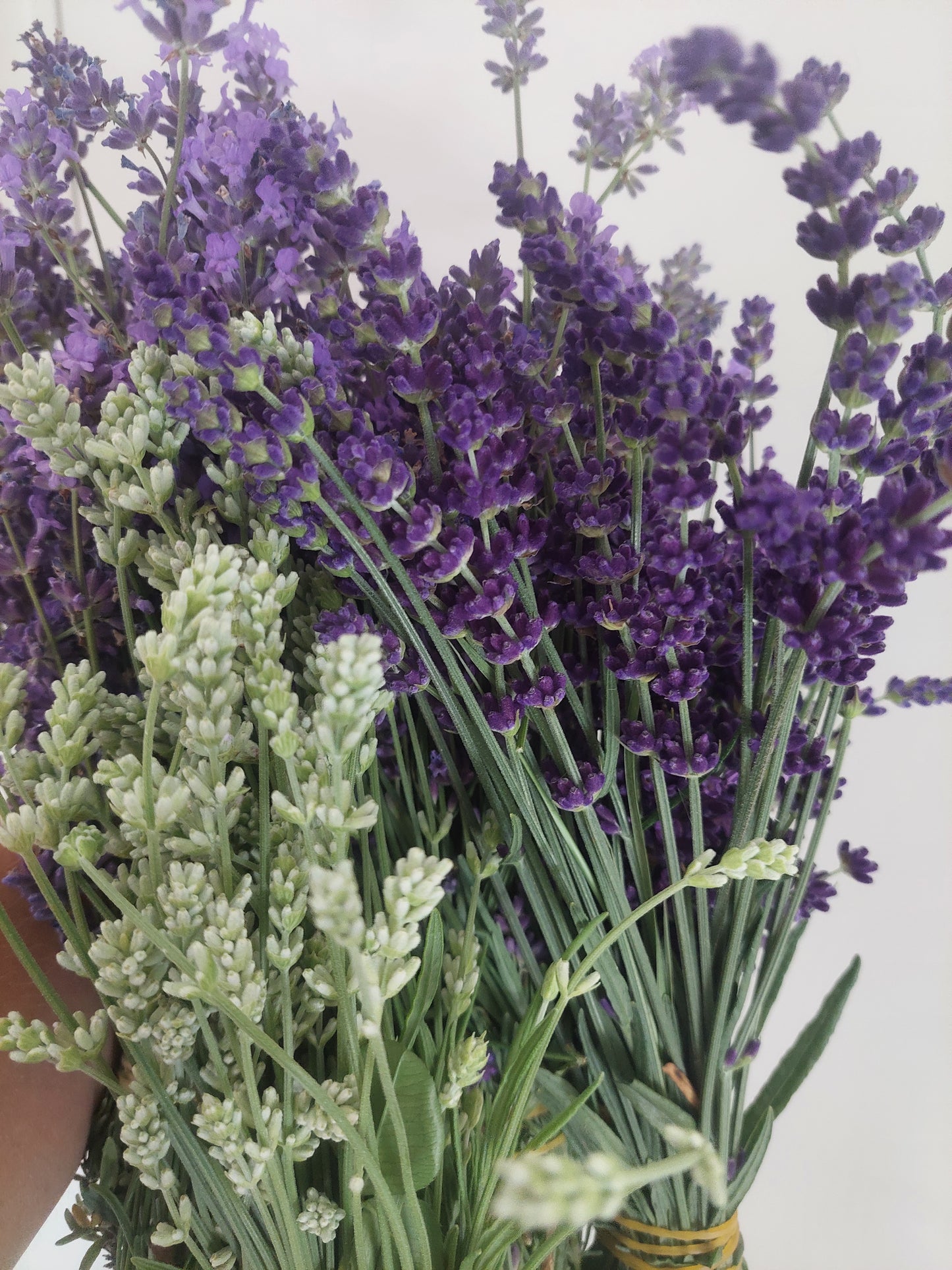 Lavender Blue Mountain White
