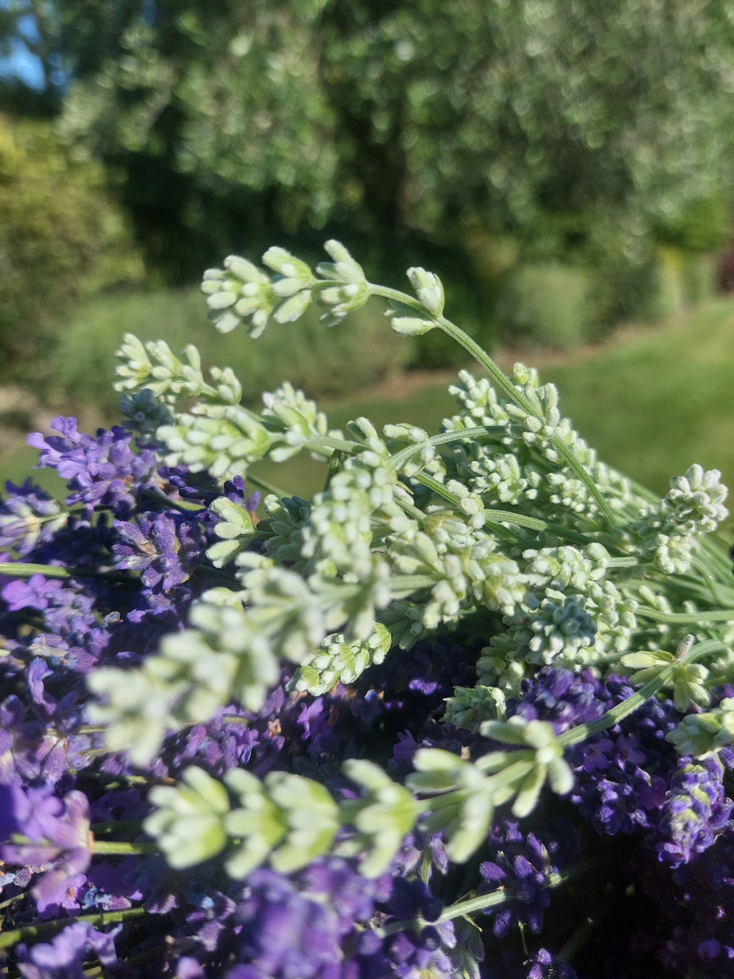 Lavender Blue Mountain White