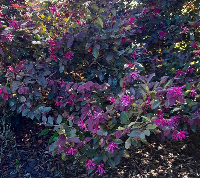 Loropetalum burgundy