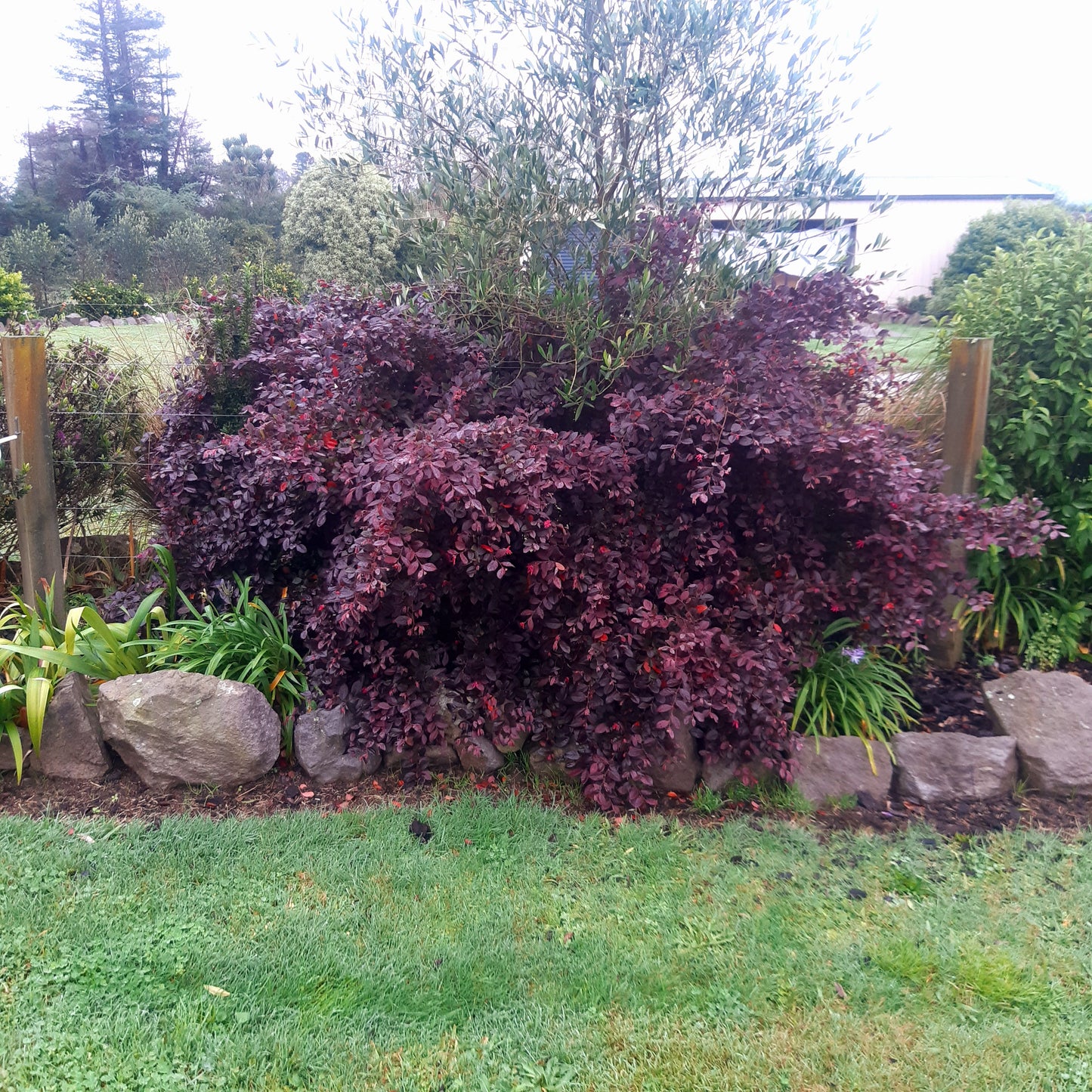 Loropetalum burgundy