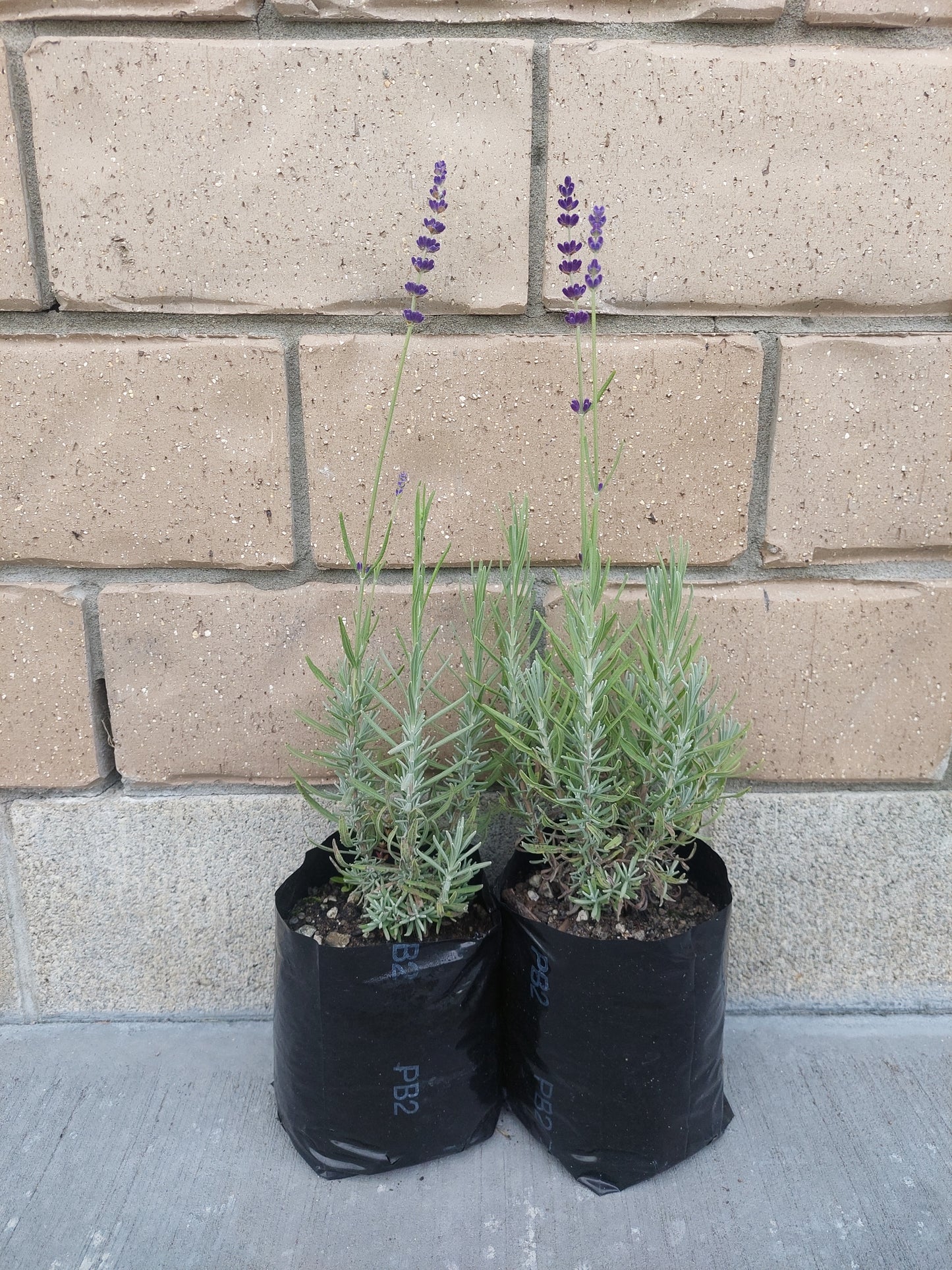 Lavender Hidcote