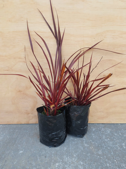 Cordyline- Red
