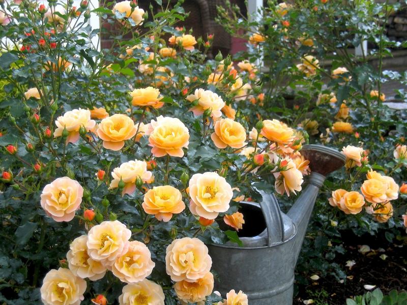Carpet roses