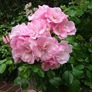 Carpet roses