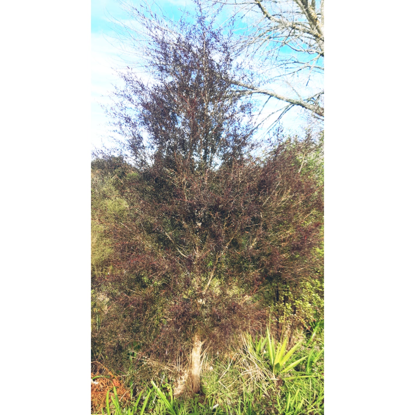 Leptospermum Copper Sheen