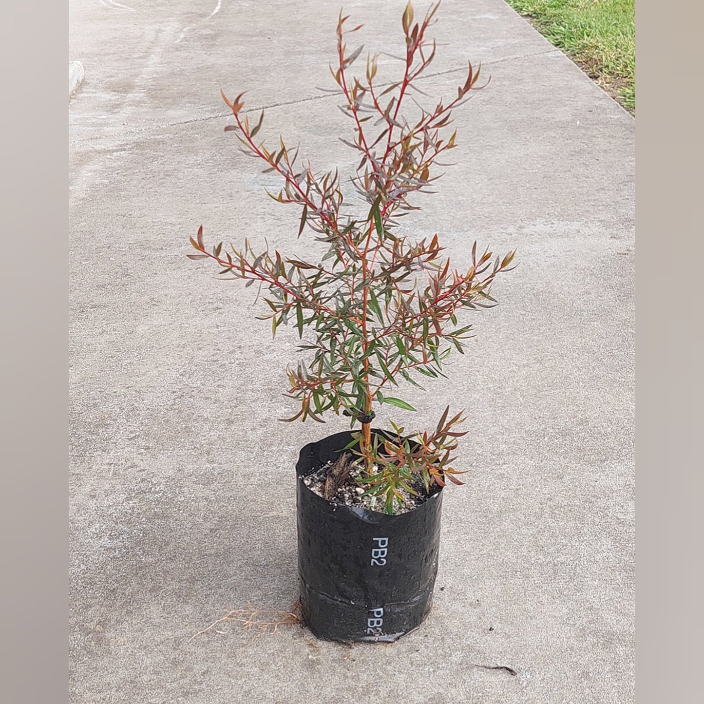 Leptospermum Copper Sheen