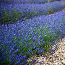 Lavender Dark Blue
