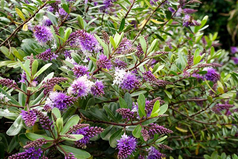 Hebe Patty's purple