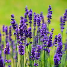 Lavender Blue Mountain White
