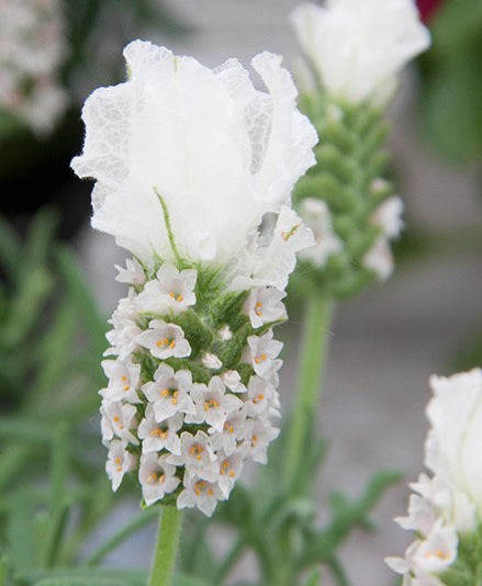 white flower lavender Lavender white sensation – Whyte Light Flowers