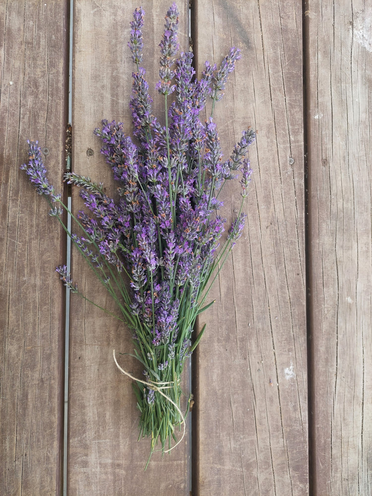 Lavandula x Intermedia