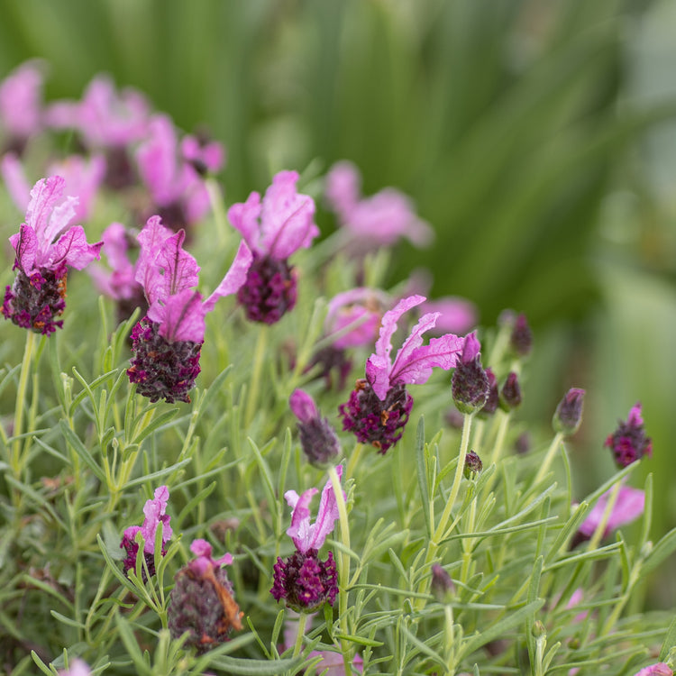 Stoechas & Peduncalata- Spanish lavender