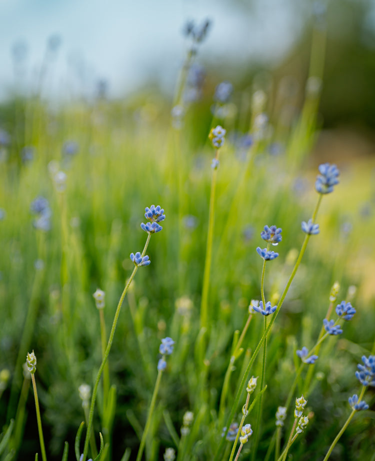 Angustifolia- English Lavender