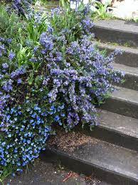 Ground Cover