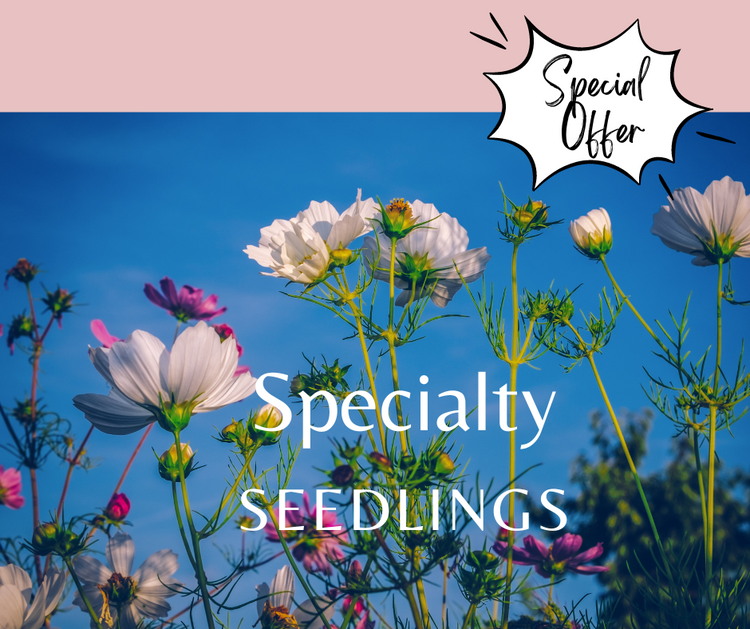 Specialty Seedlings