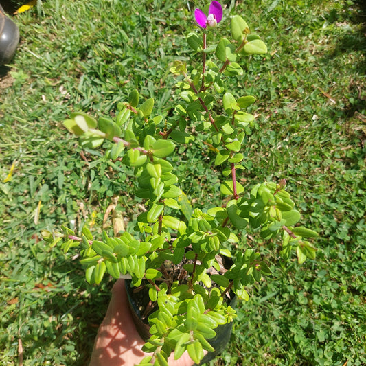 Polygala myrtifolia- sweet pea bush