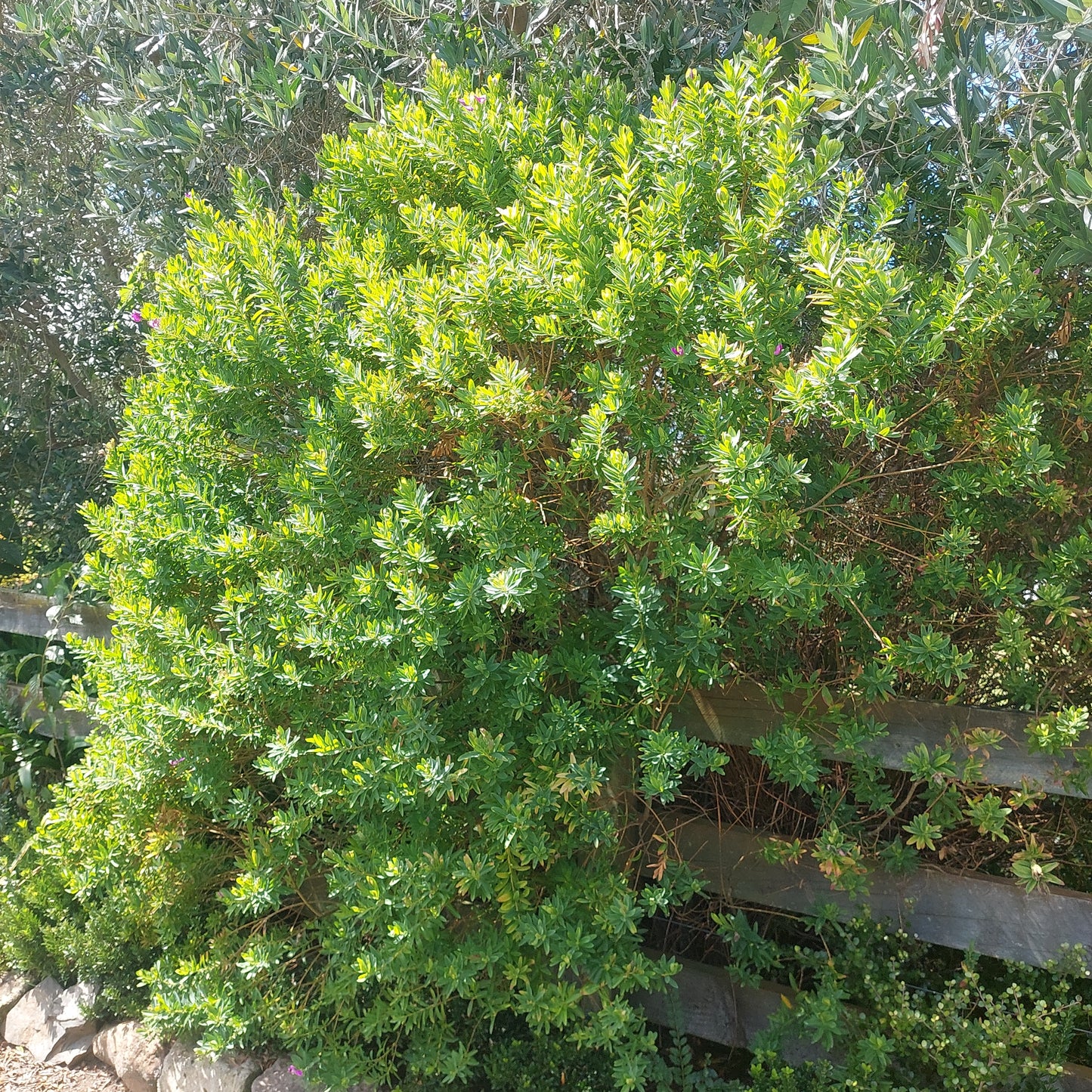 Polygala myrtifolia- sweet pea bush