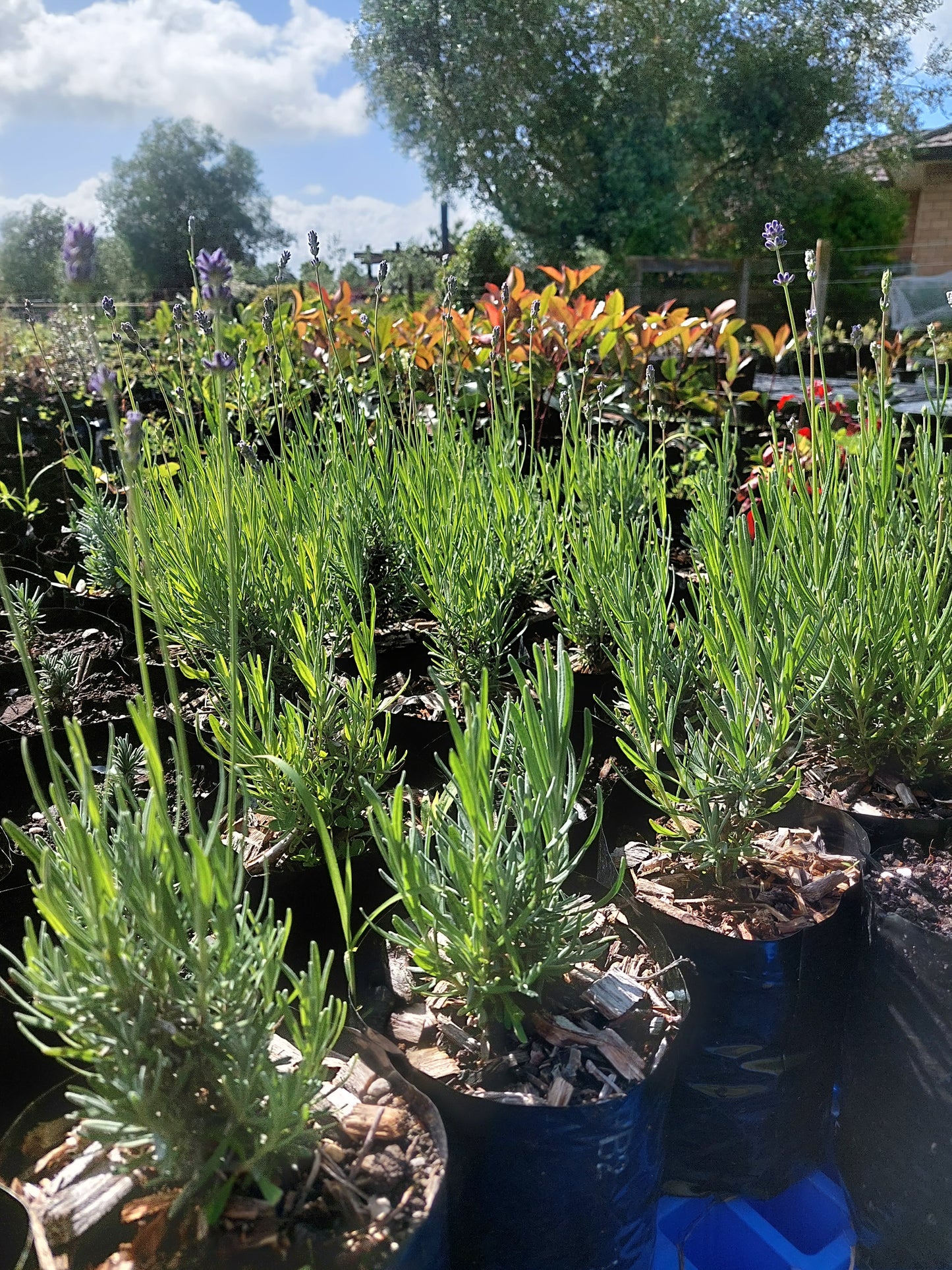Lavender Munstead  ( Edible)