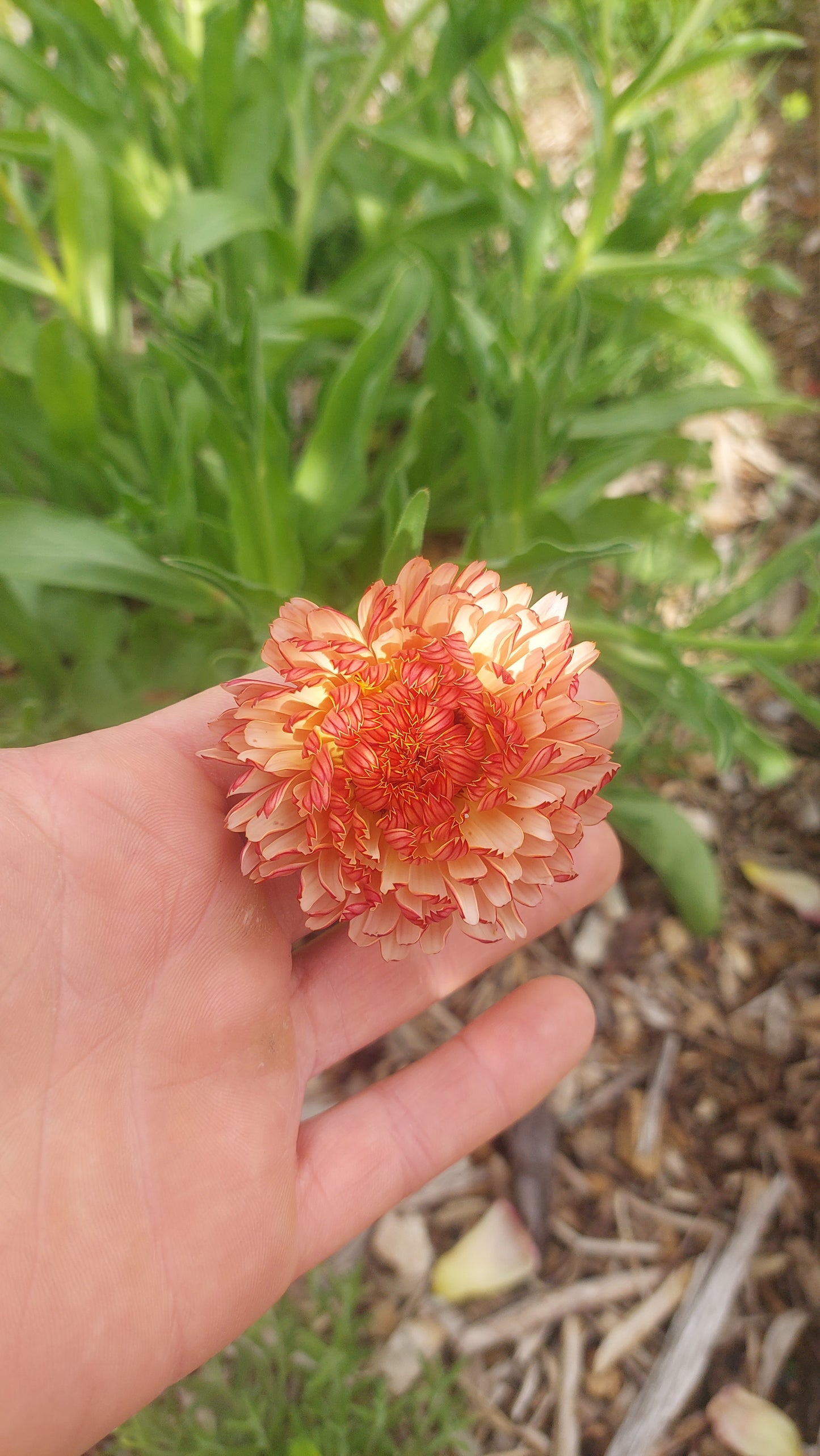 Calendula Strawberry Blonde