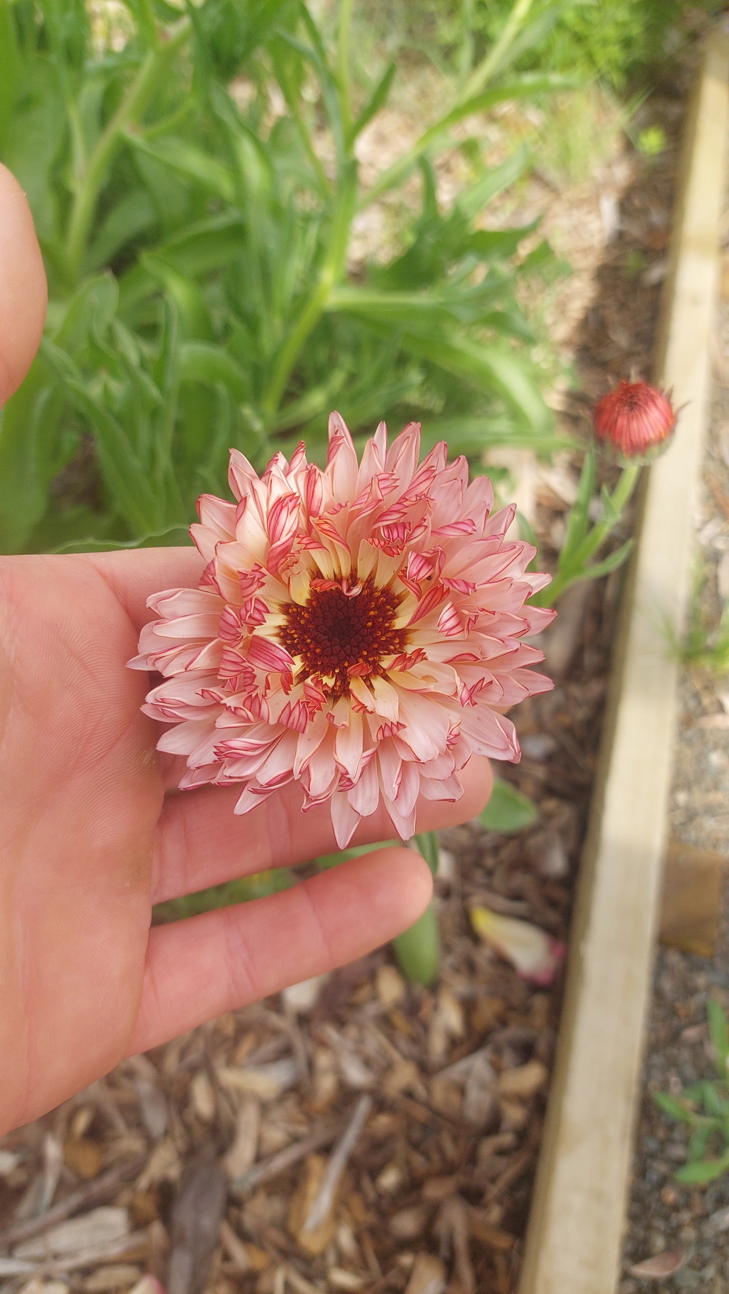 Calendula Strawberry Blonde